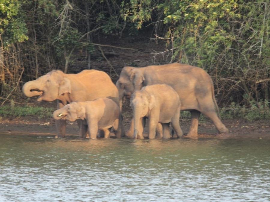 Herd of wild elephants with calves at a forest waterhole
