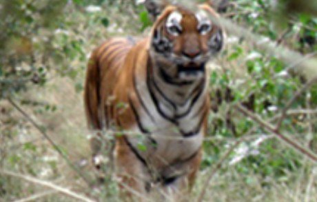 Tiger walking towards the camera through green undergrowth in Mudumalai